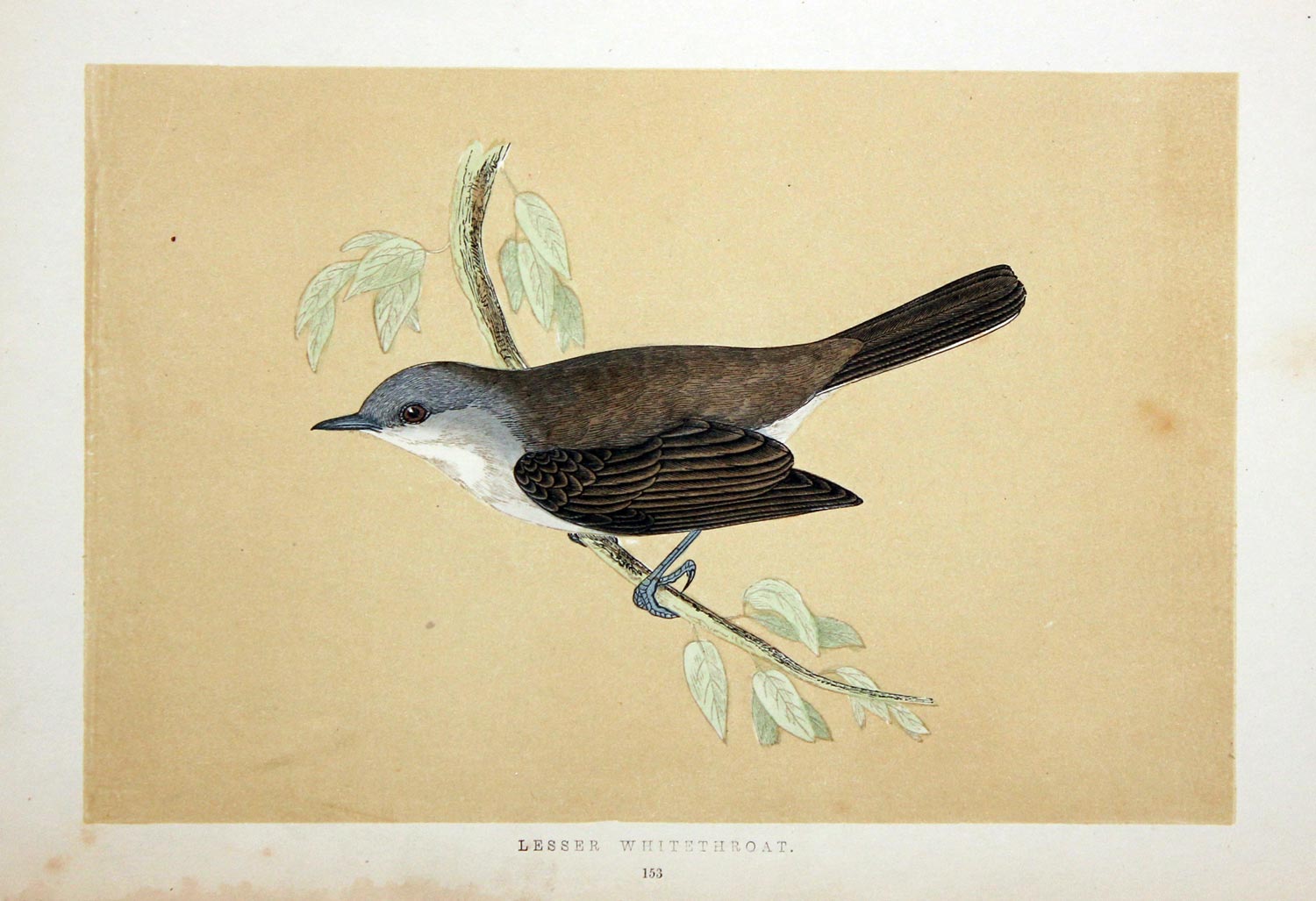 Lesser Whitethroat Rev. F O Morris