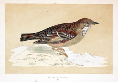 Alpine Accentor Rev. F O Morris