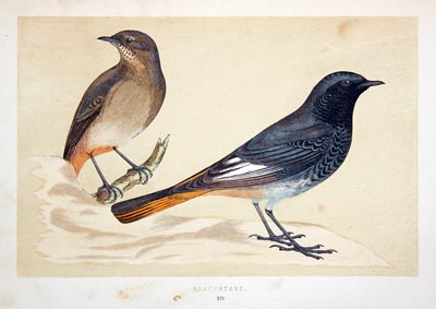 Alpine Accentor Rev. F O Morris