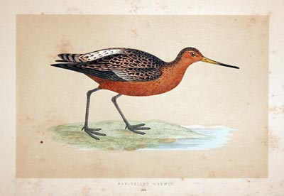 Bar-Tailed Godwit  Rev. F O Morris