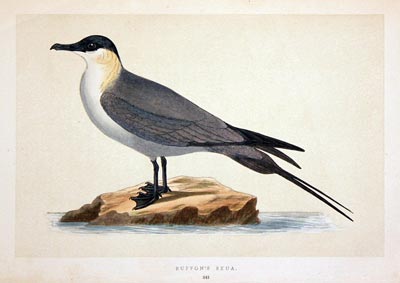 Buffon's Skua Rev. F O Morris