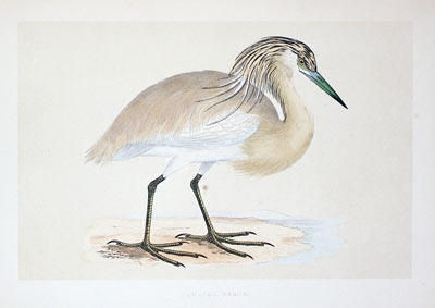 Squacco Heron  Rev. F O Morris