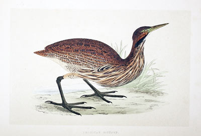 American Bittern  Rev. F O Morris