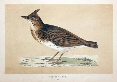 Crested Lark Rev. F O Morris