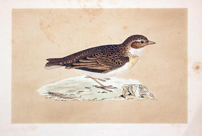 Short-Toed Lark Rev. F O Morris