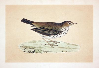 Meadow Pipit Rev. F O Morris