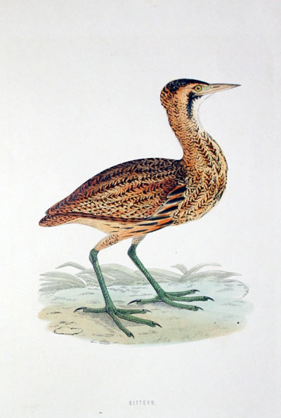 Bittern  Rev. F O Morris