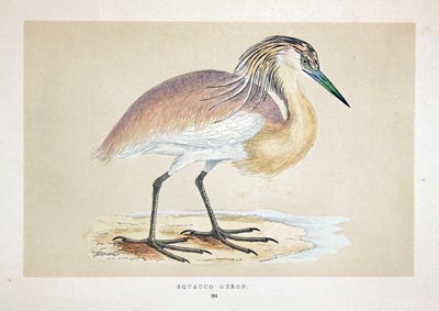 Squacco Heron  Rev. F O Morris