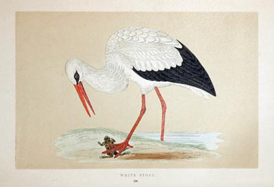 Black Stork  Rev. F O Morris