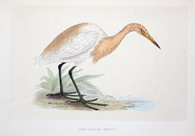 Buff-Backed Heron Rev. F O Morris