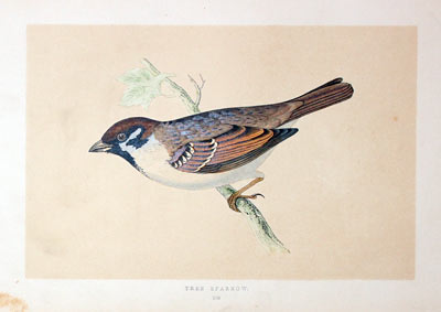 Tree Sparrow Rev. F O Morris