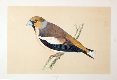 Hawfinch Rev. F O Morris