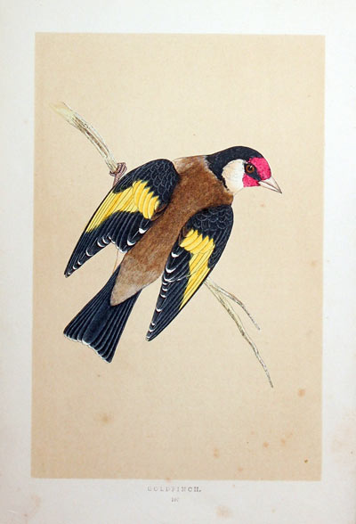 Goldfinch Rev. F O Morris