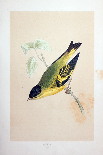 Siskin Rev. F O Morris