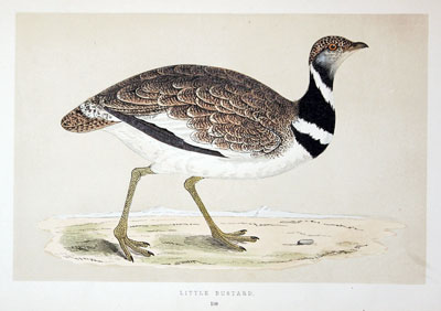 Little Bustard Rev. F O Morris