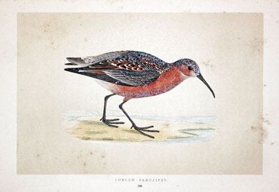 Curlew Sandpiper  Rev. F O Morris