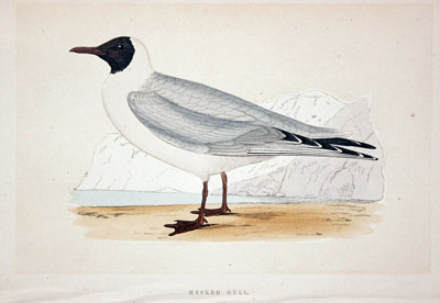 Masked Gull Rev. F O Morris