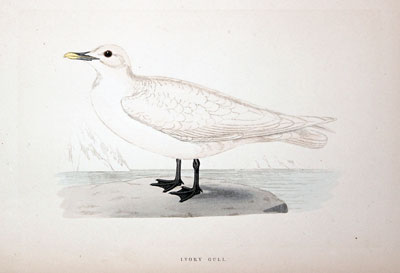 Ivory Gull Rev. F O Morris