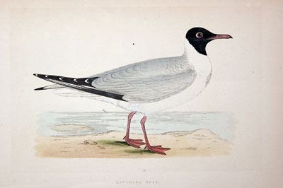 Laughing Gull Gull Rev. F O Morris