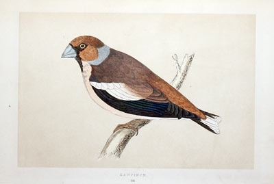 Hawfinch Rev. F O Morris