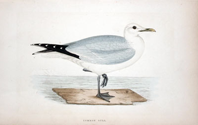 Common Gull Rev. F O Morris