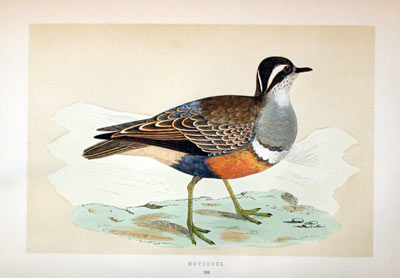 Dotterel Rev. F O Morris