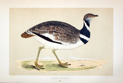 Little Bustard Rev. F O Morris