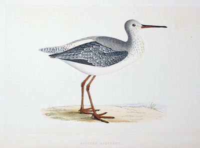 Redshank Rev. F O Morris