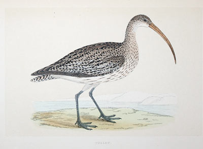 Black Stork  Rev. F O Morris