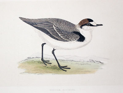 Kentish Dotterel Rev. F O Morris