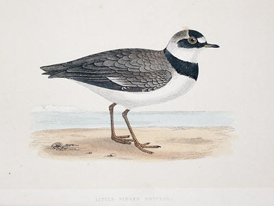 Kentish Dotterel Rev. F O Morris