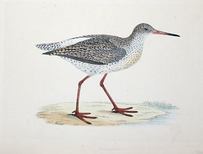 Redshank Rev. F O Morris