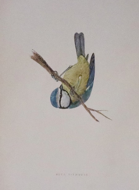 Blue Titmouse, Rev. F. O. Morris