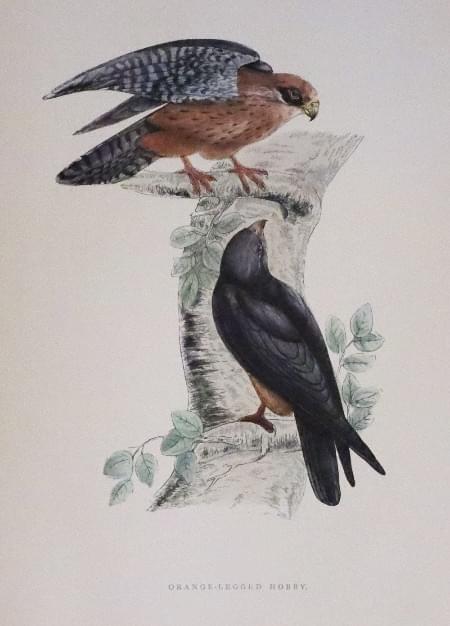 Oragne Legged Hobby, Rev. F O Morris