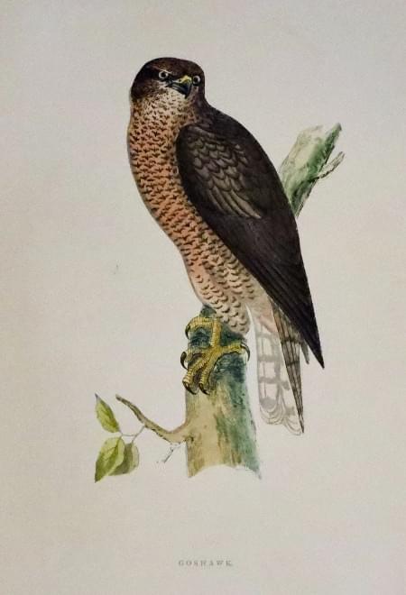 Goshawk, Rev. F. O. Morris