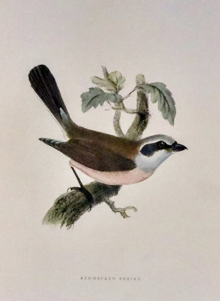 Red-Backed Shrike, Rev. F. O. Morris 1895