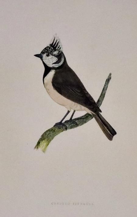 Crested Titmouse, Rev. F. O. Morris