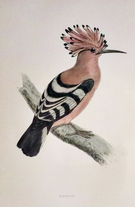 Hoopoe, Rev. F. O. Morris