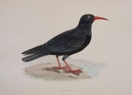 Chough, Rev. F. O. Morris 1895