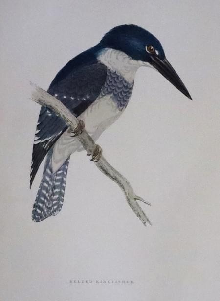 Belted Kingfisher, Rev. F. O. Morris