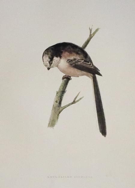 Long-Tailed Titmouse, Rev. F. O. Morris