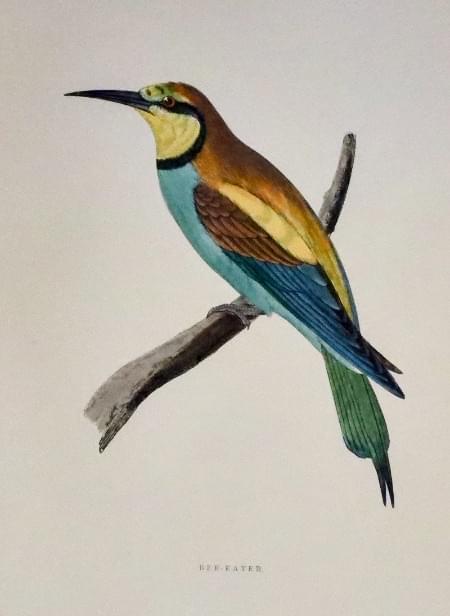 Bee-Eater, Rev. F. O. Morris