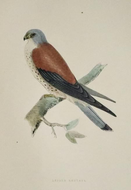 Goshawk, Rev. F. O. Morris