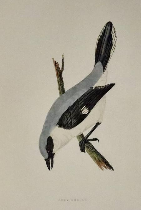 Grey Shrike, Rev. F. O. Morris 1895