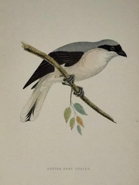 Lesser Grey Shrike, Rev. F. O. Morris 1895