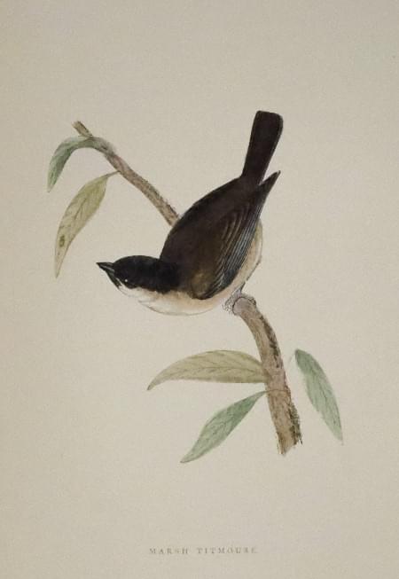 Marsh Titmouse, Rev. F. O. Morris