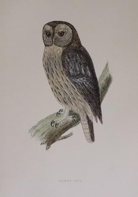 Tawny Owl Rev. F O Morris