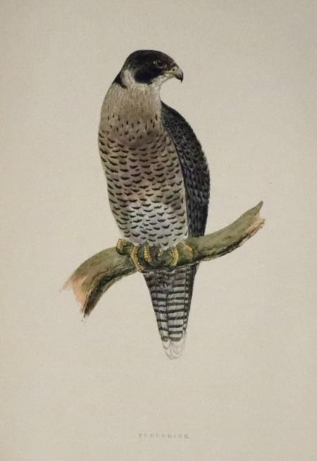 Goshawk, Rev. F. O. Morris