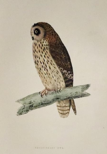 Short-Eared Owl ,Rev. F O Morris