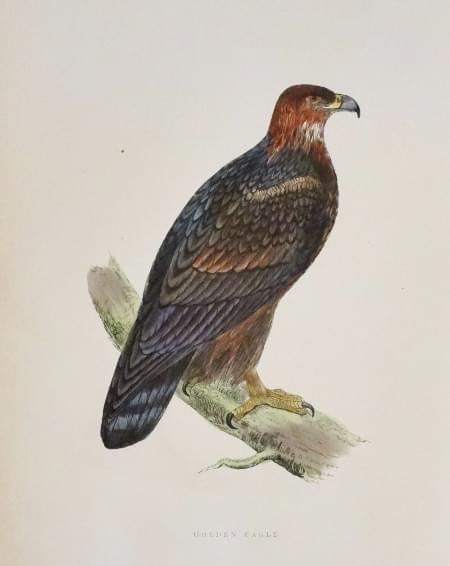 Golden Eagle, Rev. F. O. Morris